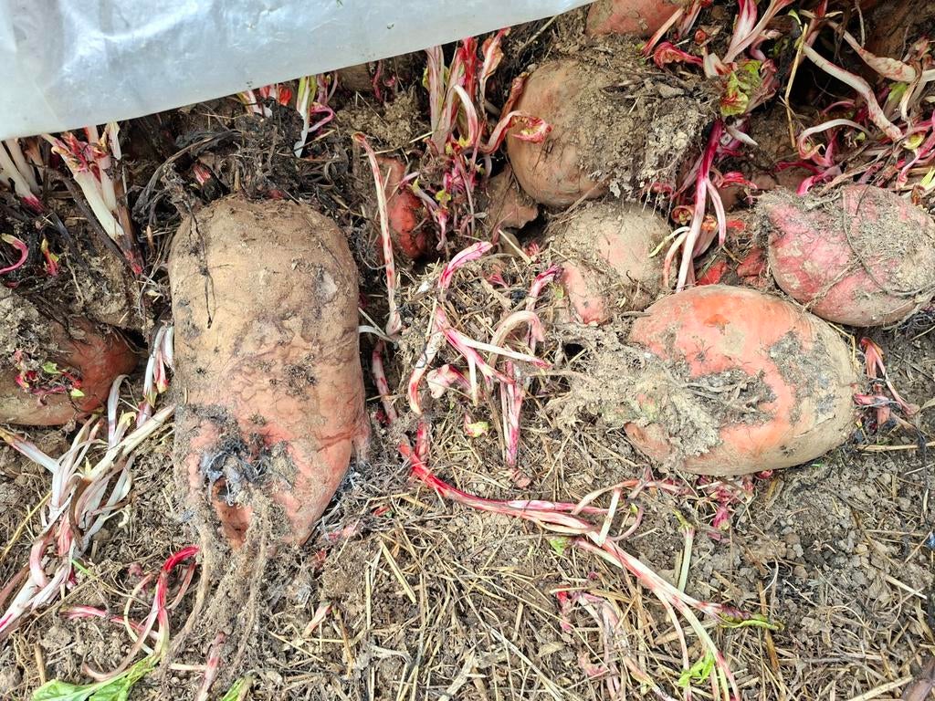 Voederbieten, Dieren en Toebehoren, Ophalen