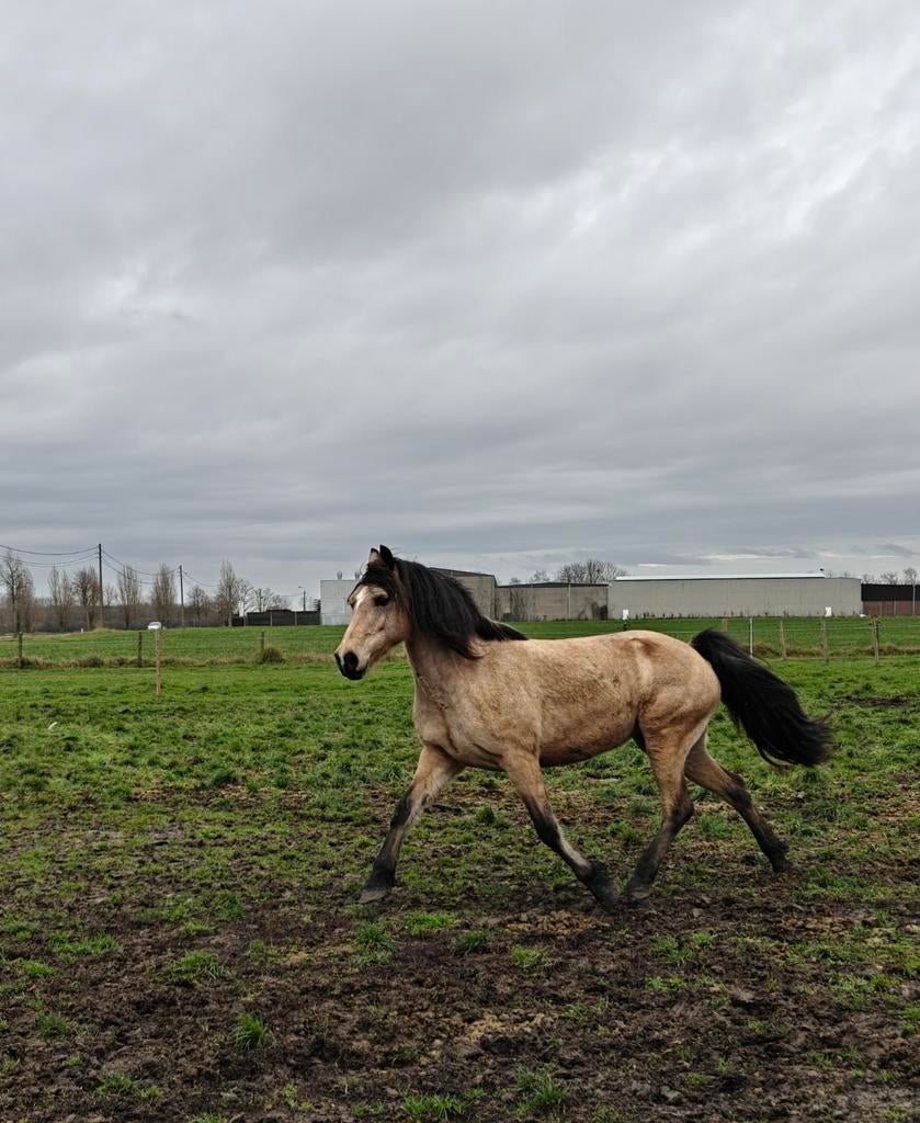 8 jarige Welsh D (153 cm) merrie, Dieren en Toebehoren, Merrie, Minder dan 160 cm, Met stamboom, Zadelmak