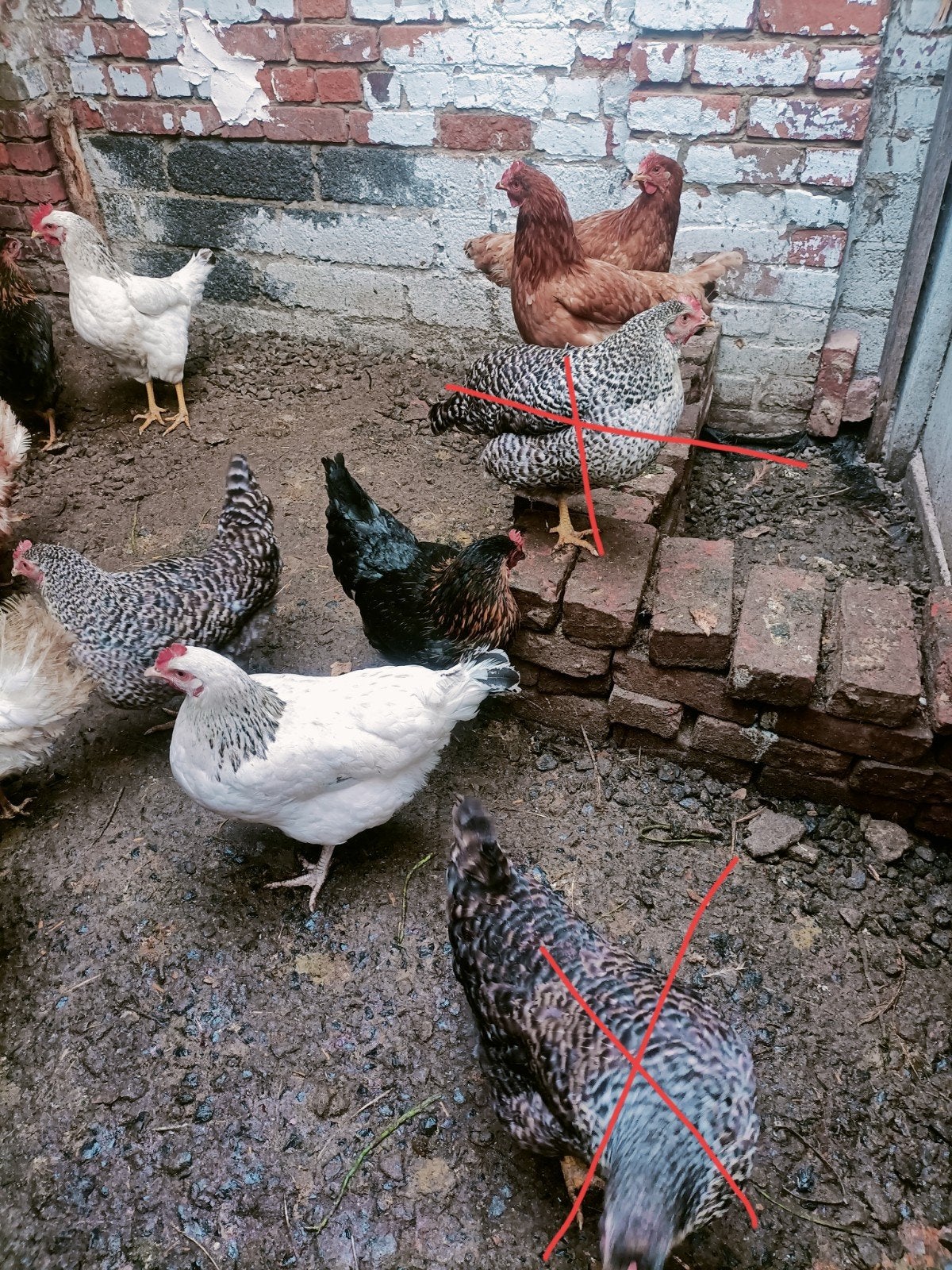 legkippen 12€ per stuk, Dieren en Toebehoren