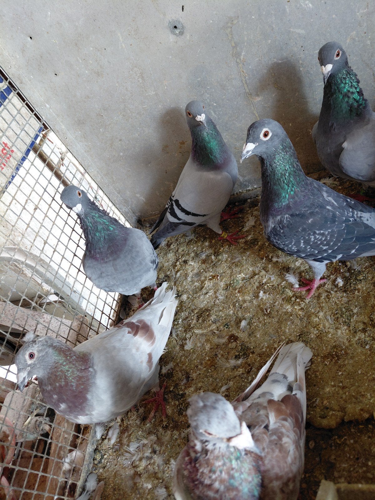 gespikkelde duiven, Dieren en Toebehoren