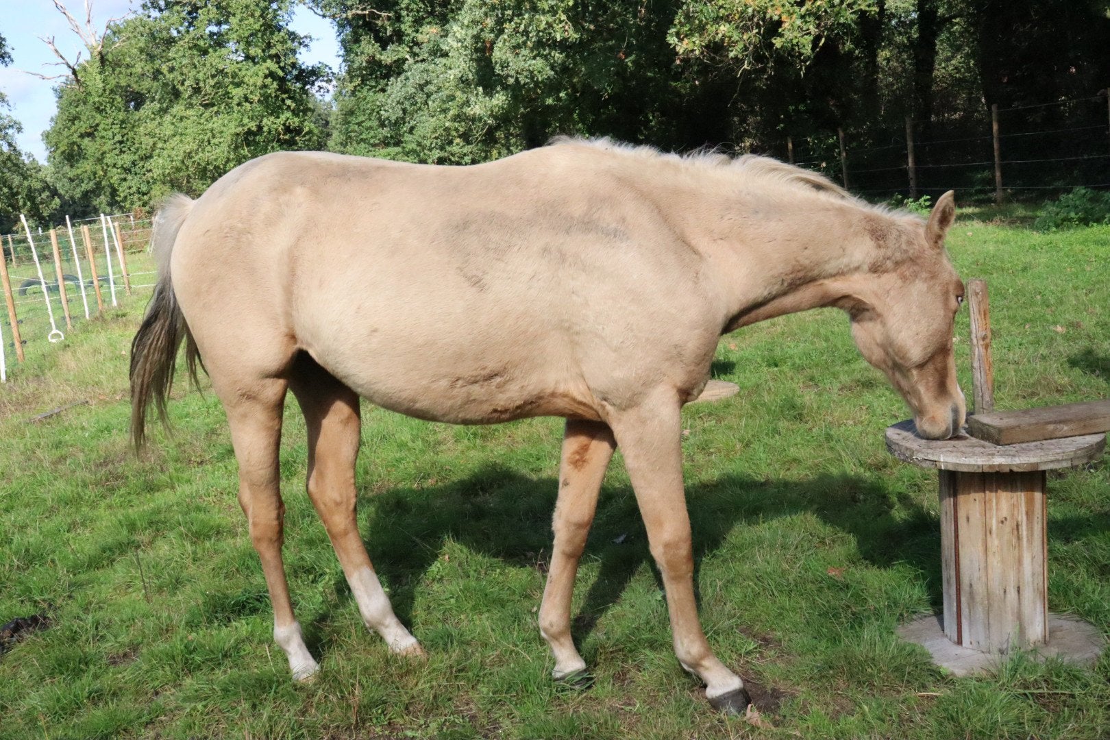 prachtig donker palomino, Dieren en Toebehoren