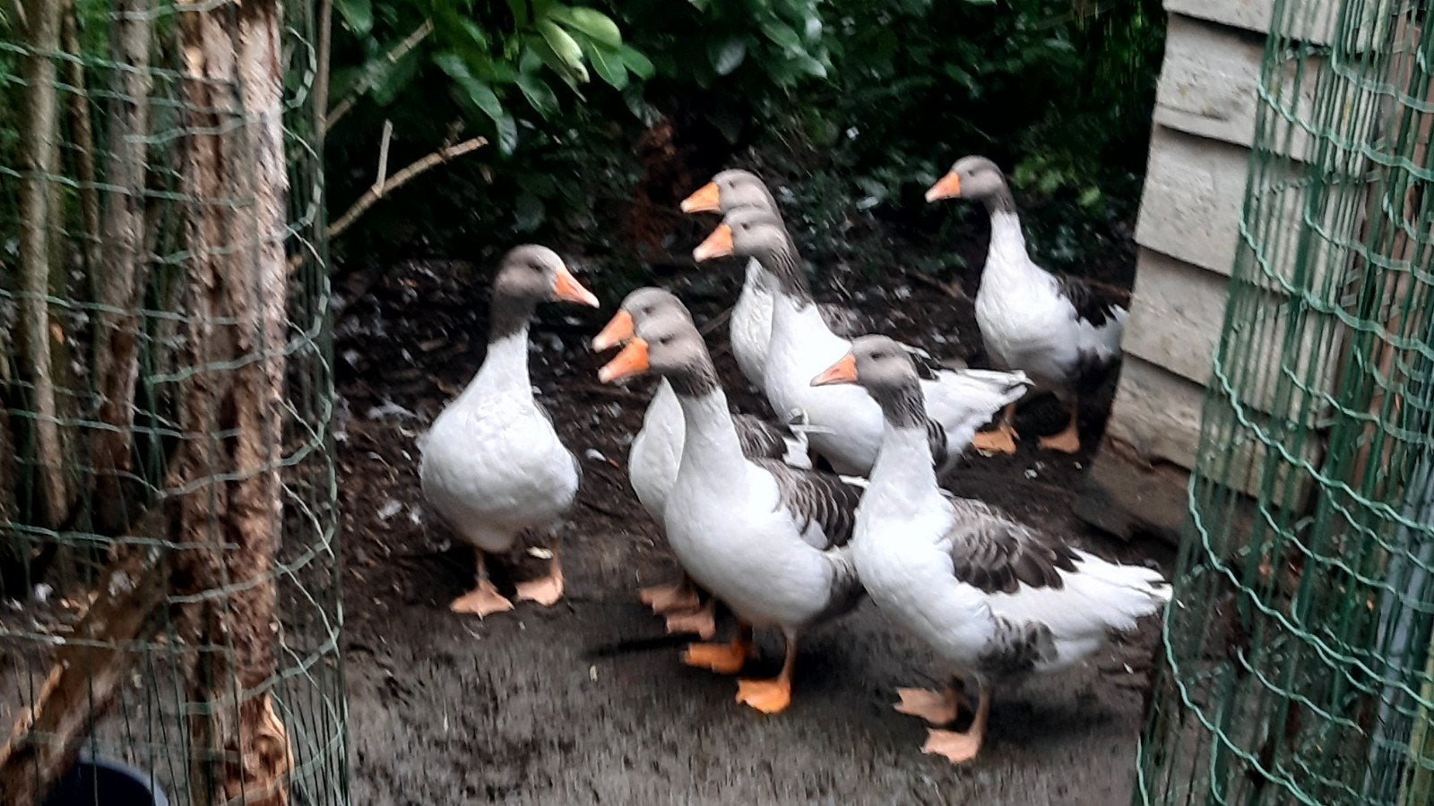 Vlaamse ganzen 2026, Gans of Zwaan