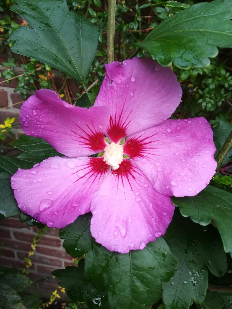 Graines roses d'Hibiscus syriacus, Envoi