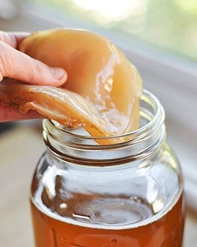Kombucha starter en SCOBY, Envoi