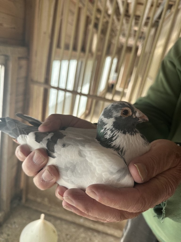 Bewezen kweekduiven, Mâle, Pigeon voyageur
