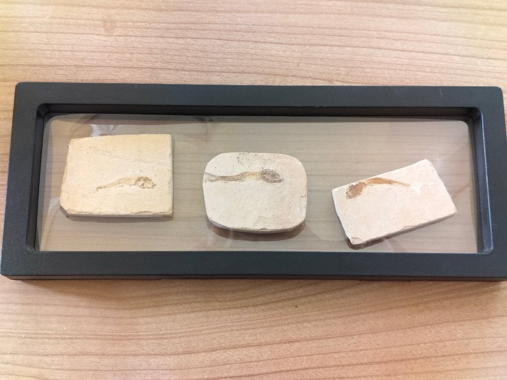 Fossiele vissen in standaard, Verzamelen, Ophalen of Verzenden, Fossiel