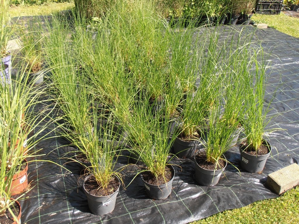 Pennisetum alopecuroides 'Hameln' lampenpoetsersgras., Tuin en Terras, Planten | Tuinplanten, Ophalen, Volle zon, Vaste plant