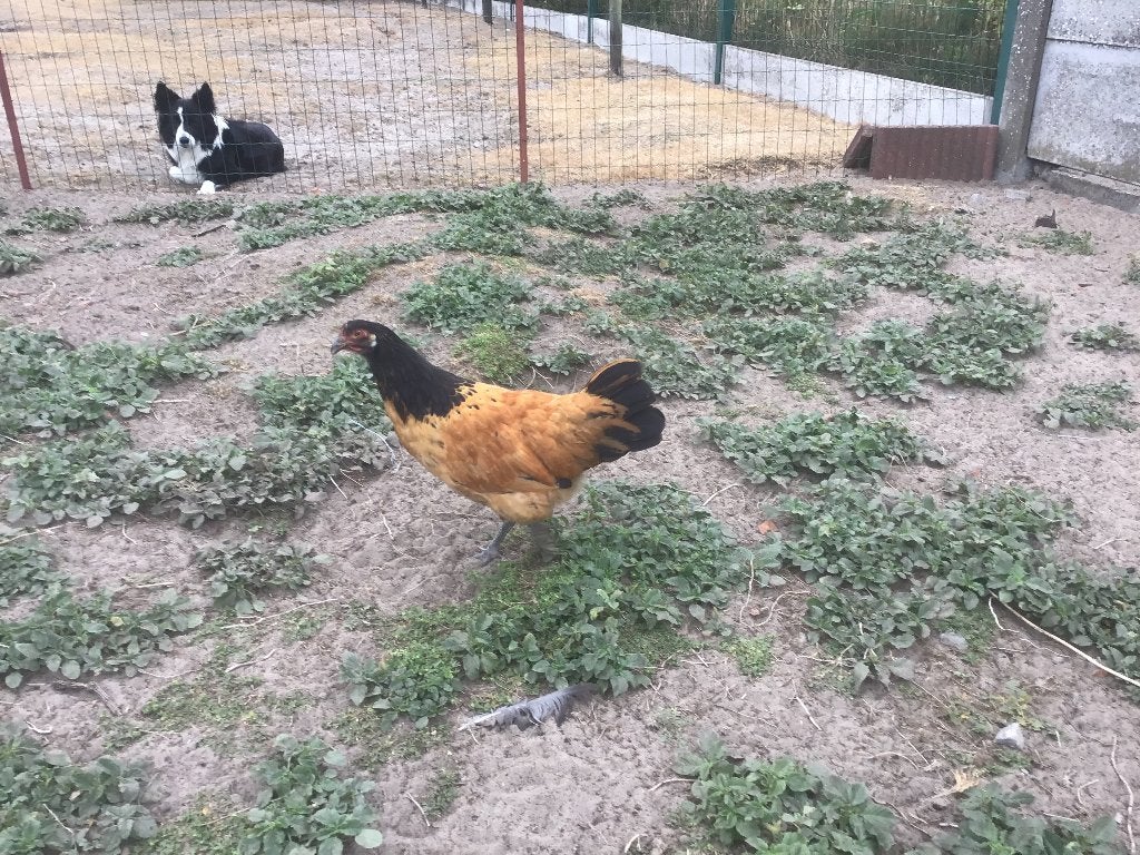 Jong Vorwerk koppel, Femelle, Poule ou poulet