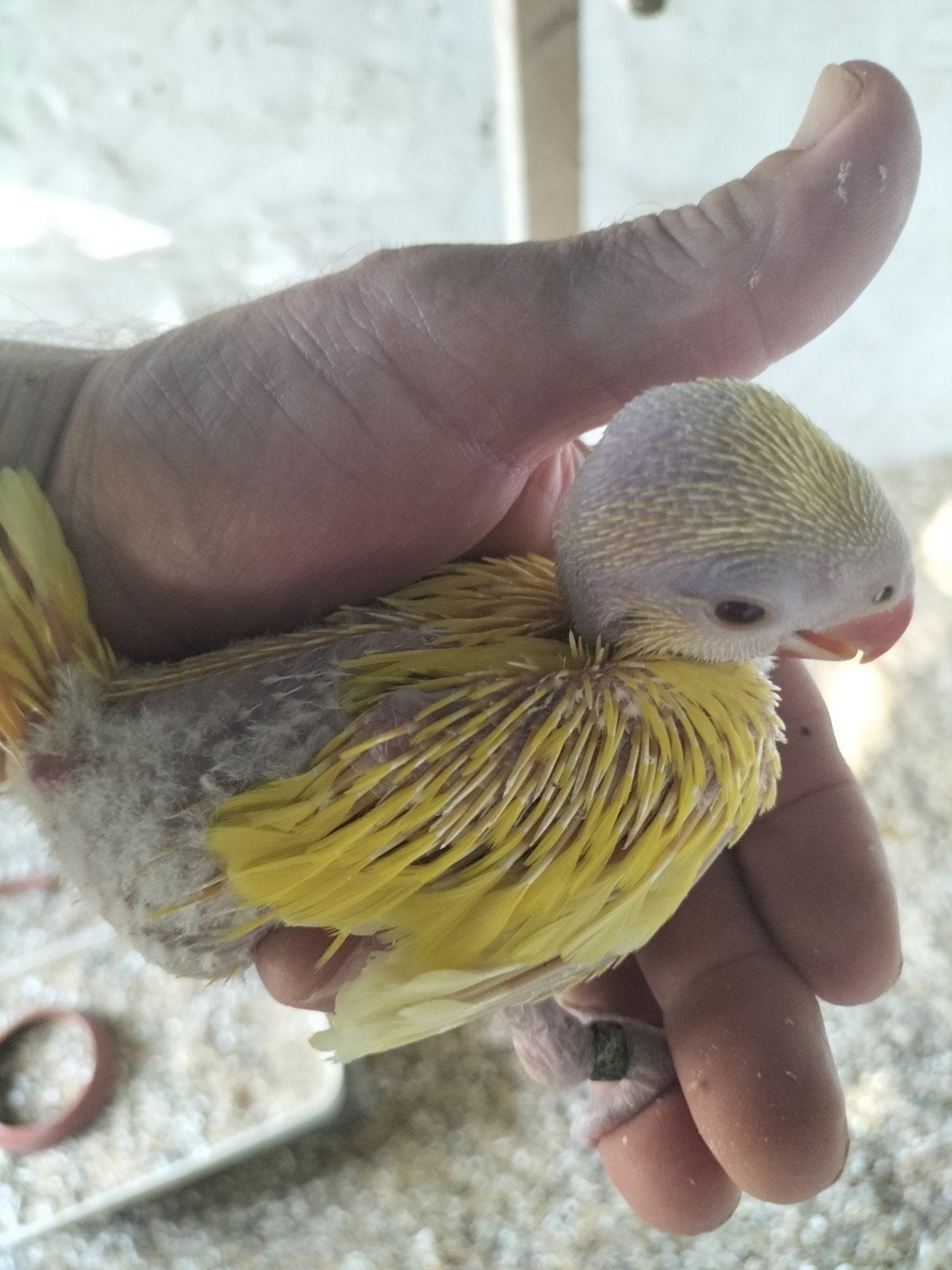 Jonge lutino halsband voor handopfok, Dieren en Toebehoren, Vogels | Parkieten en Papegaaien