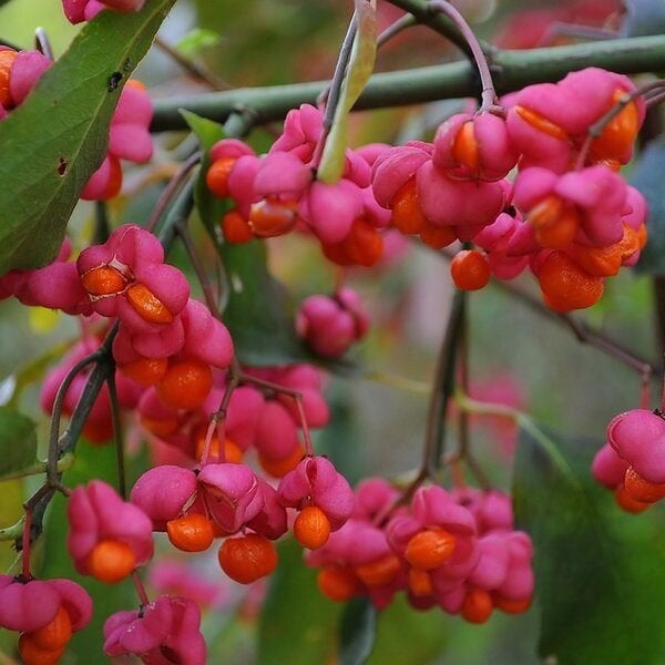 Euonymus, Enlèvement