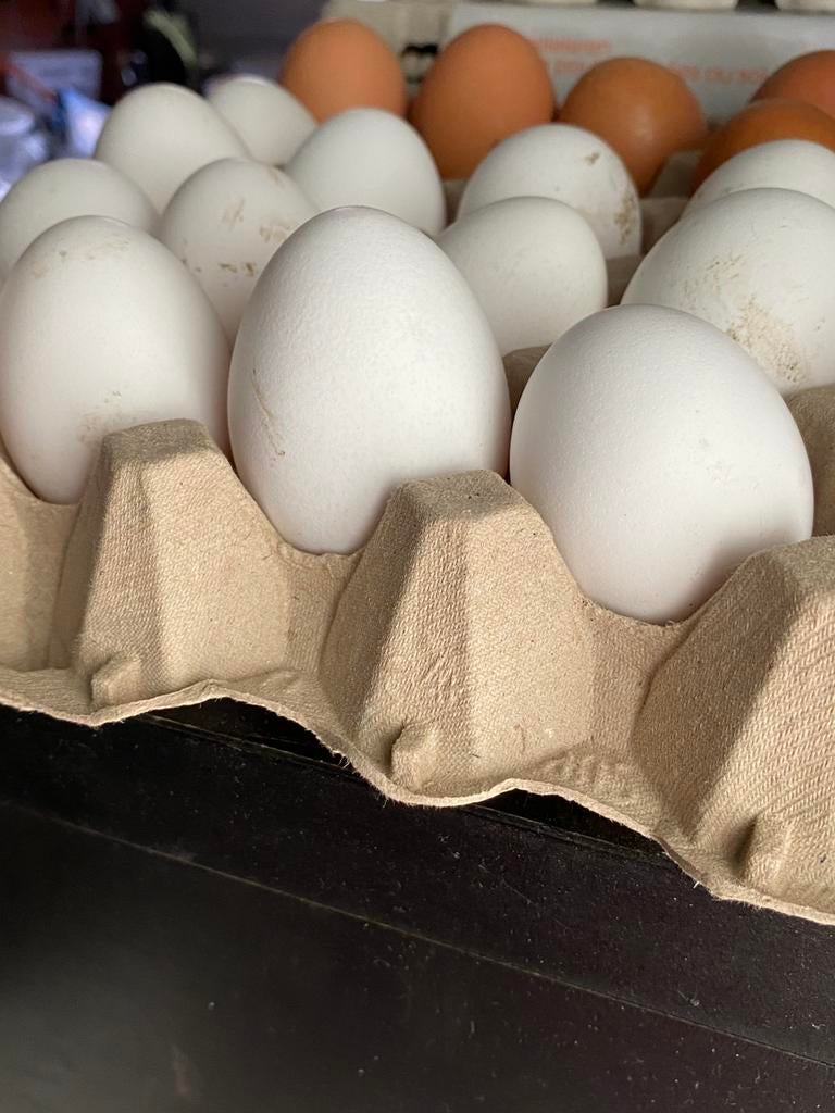 Broedeieren witte leghorn, Dieren en Toebehoren, Ophalen, Zo goed als nieuw