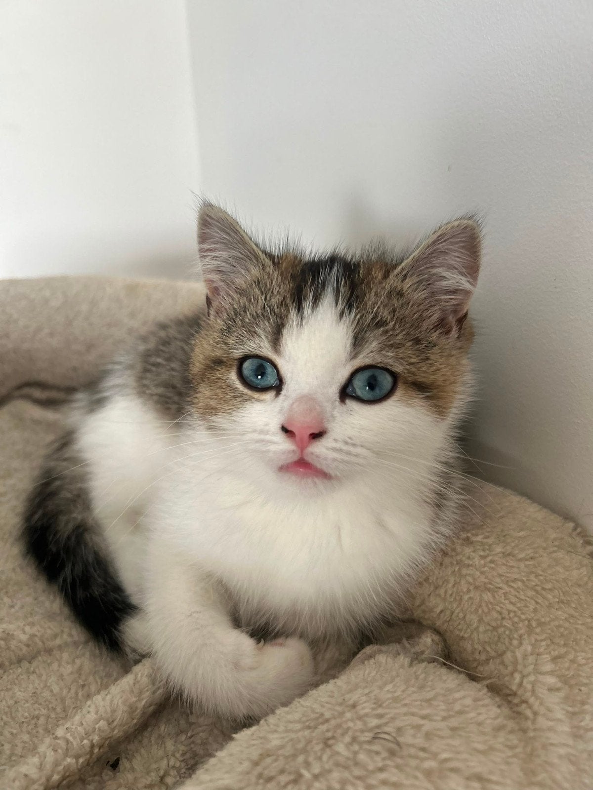 Britse korthaar kittens bicolor, Meerdere dieren, Gechipt, 0 tot 2 jaar