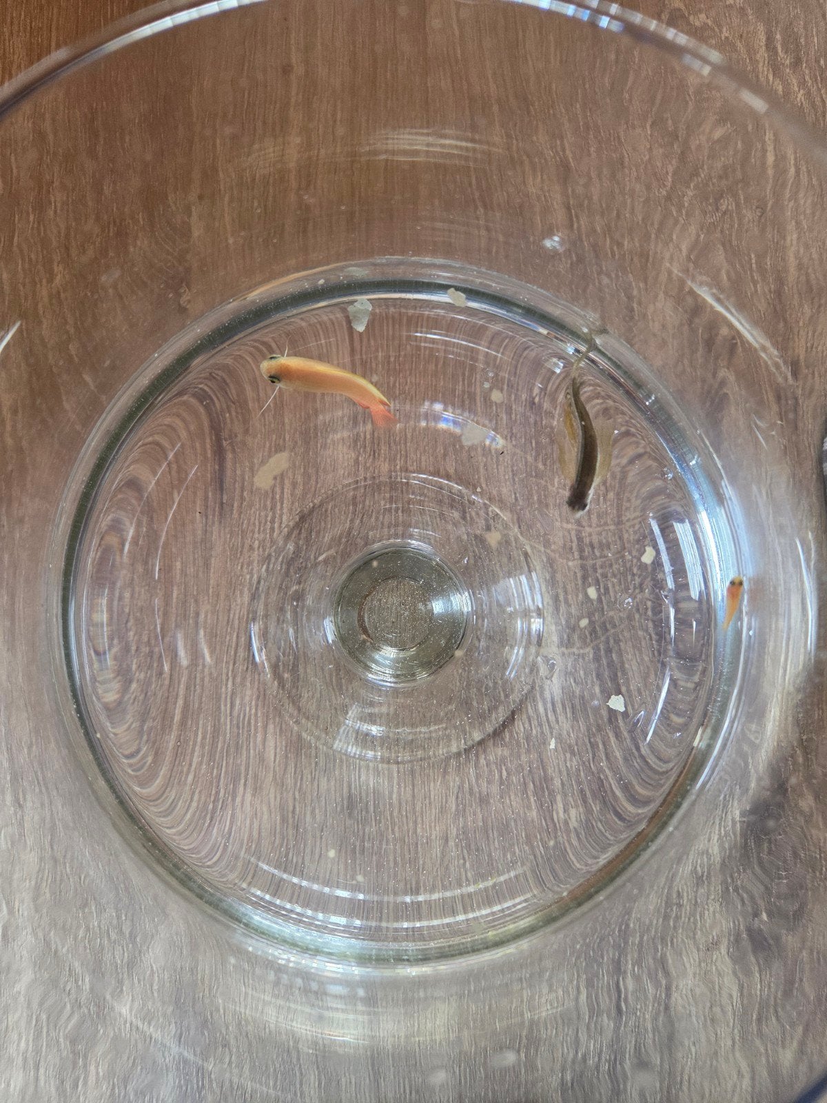 gratis visjes, Dieren en Toebehoren