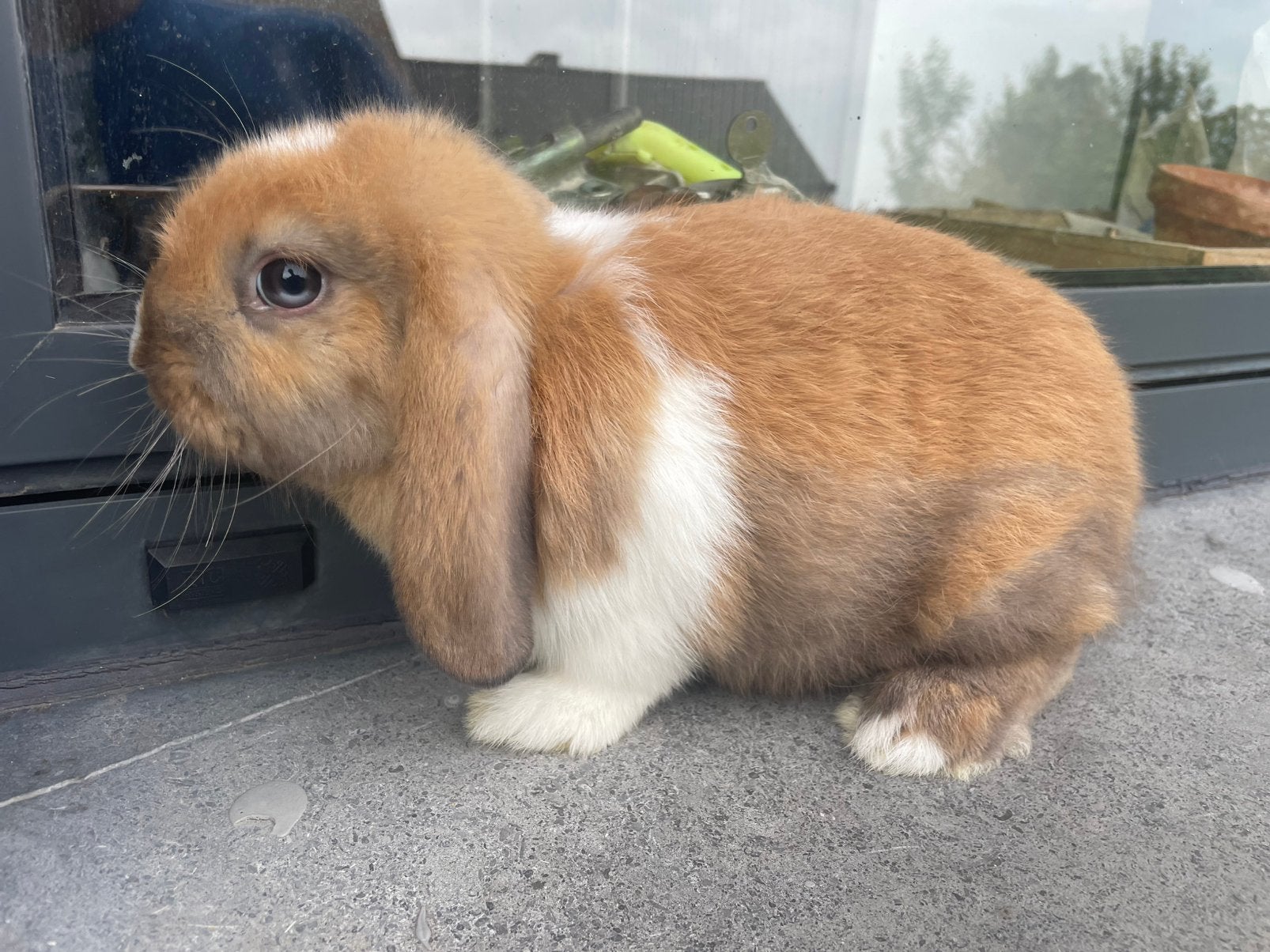 Minilop konijntje, Dieren en Toebehoren, Konijnen