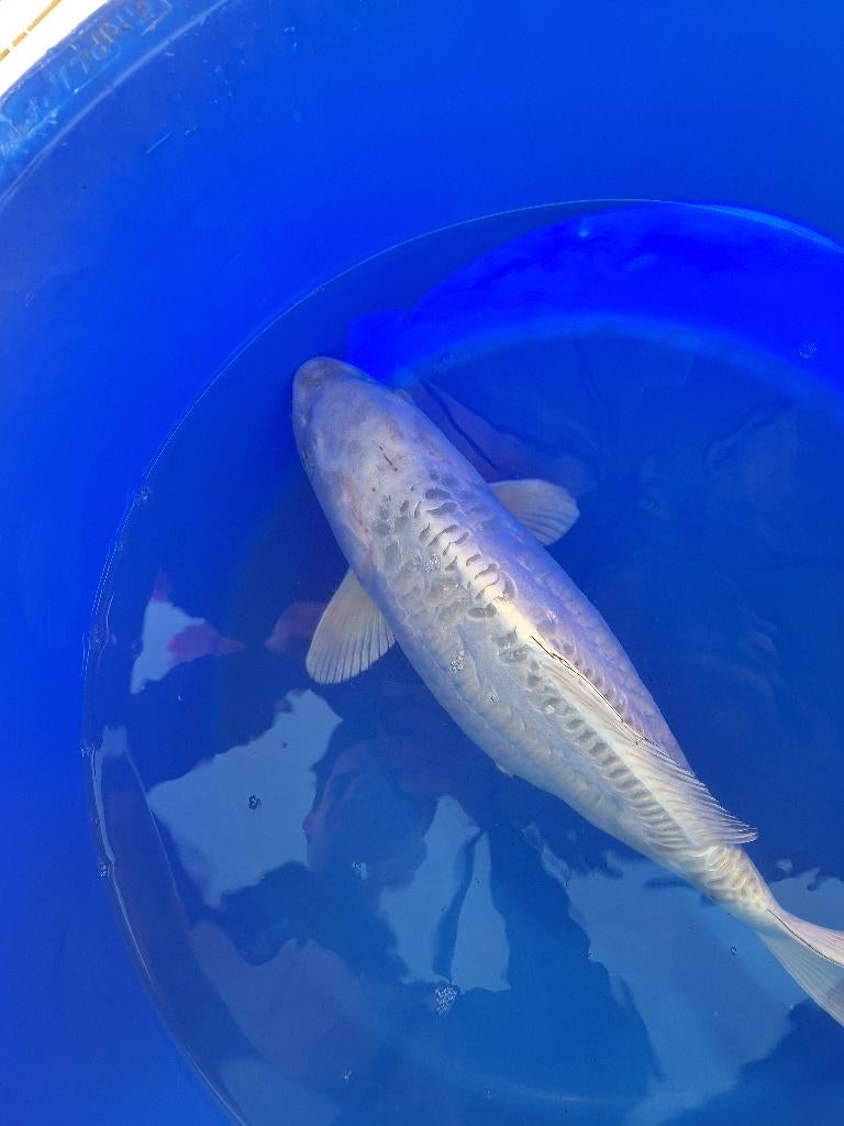 Koi, Dieren en Toebehoren, Karper of Koi