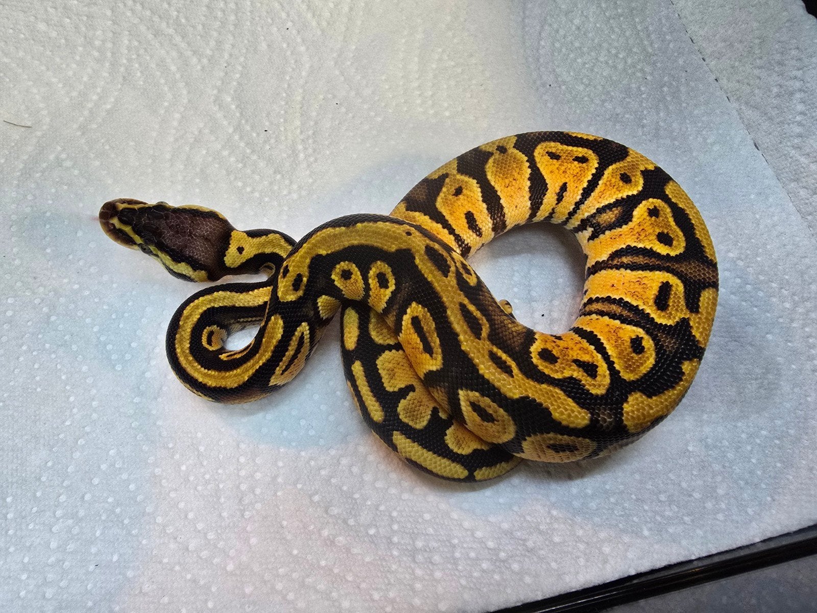 Koningspython (Python regius) – diversen kleuren nk 202 Ball Python photo 7