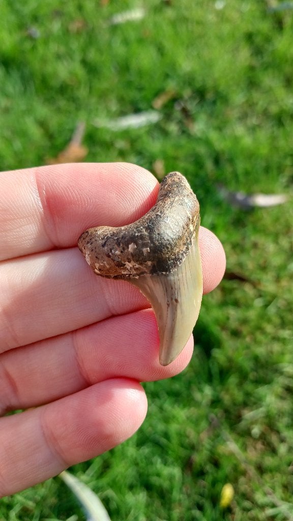 P. Benedenii haaientand fossiel uit Indonesië, Verzamelen, Ophalen of Verzenden, Fossiel