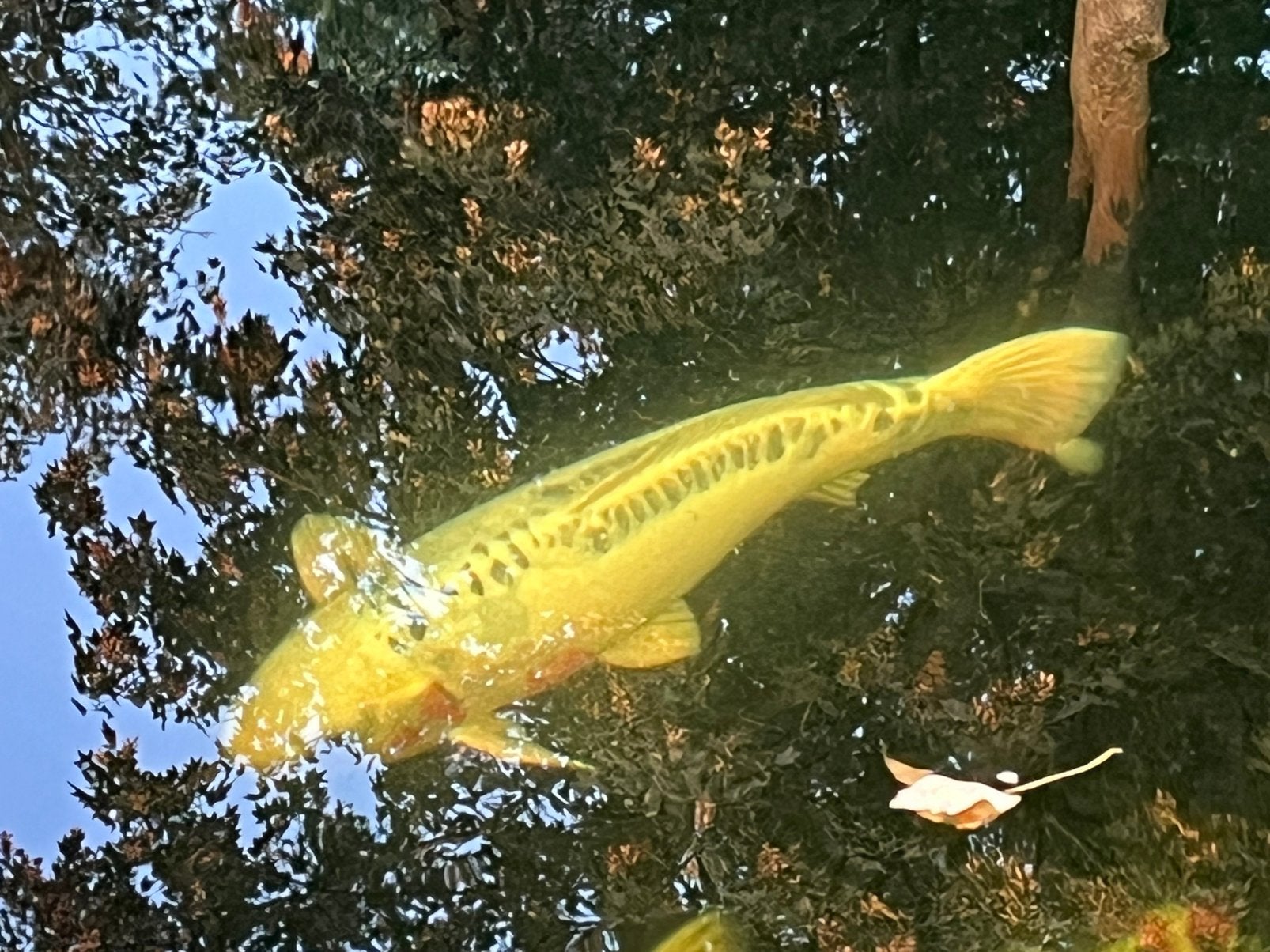 Japanse koi shusui