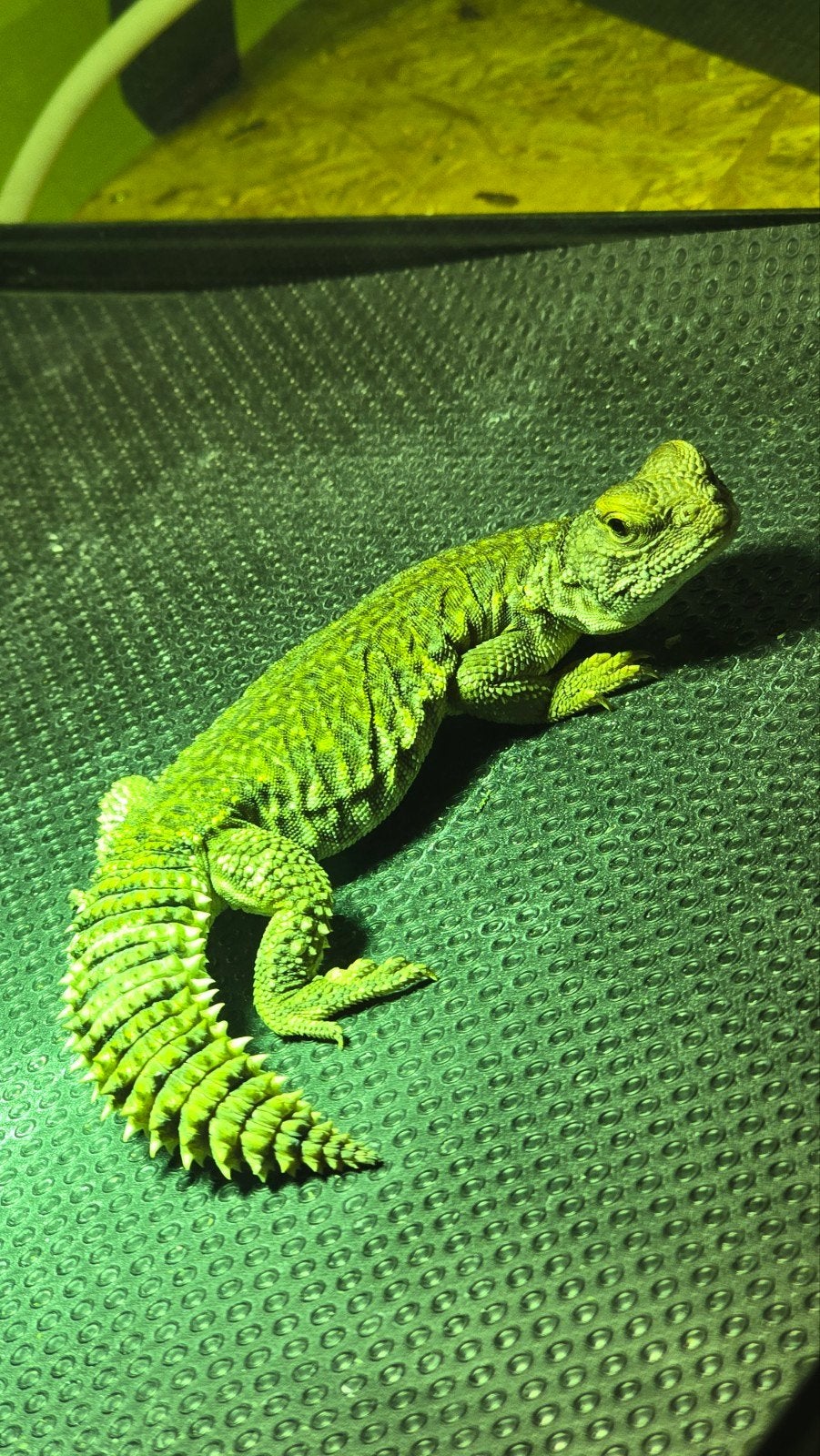 Uromastyx nigriventris Flame, Dieren en Toebehoren, Hagedis, Tam, 0 tot 2 jaar