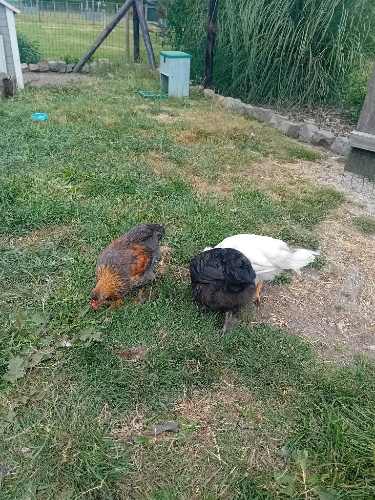Marans/ cream legbar hanen, Dieren en Toebehoren