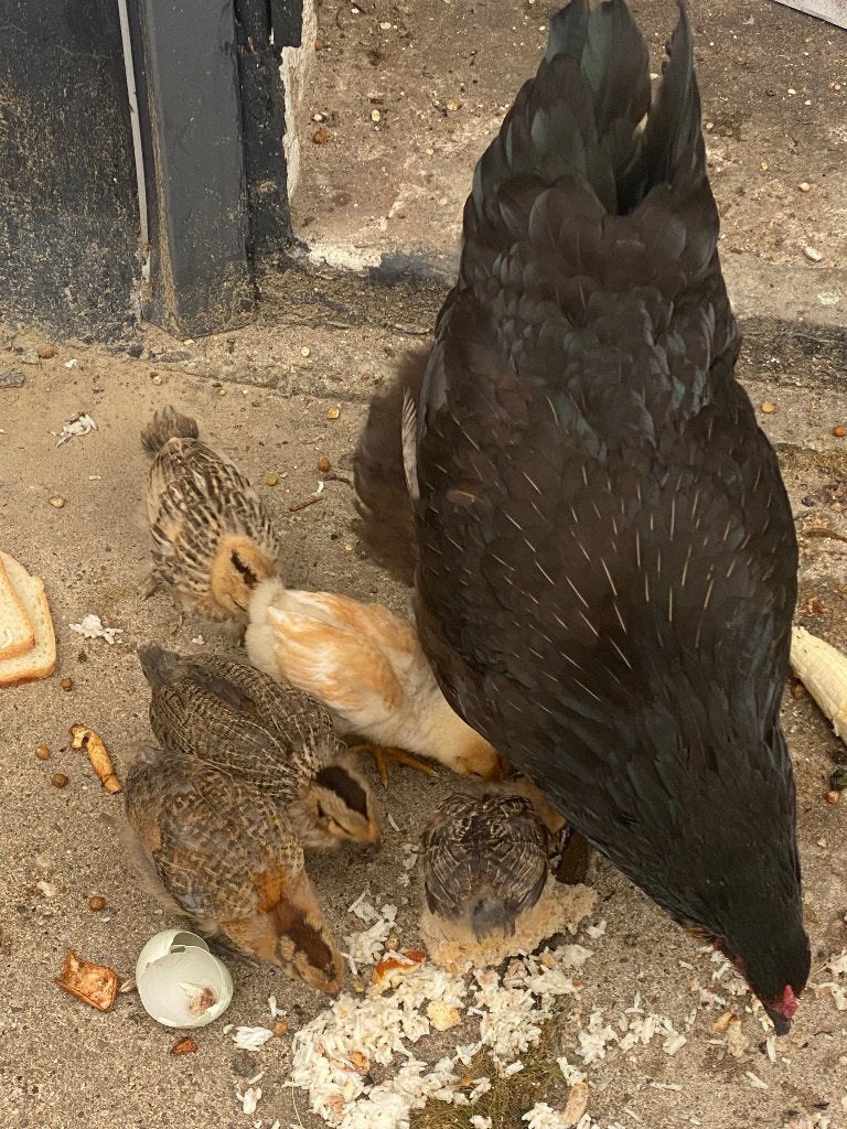 Poule pondeuse avec poussins, Femelle, Poule ou poulet