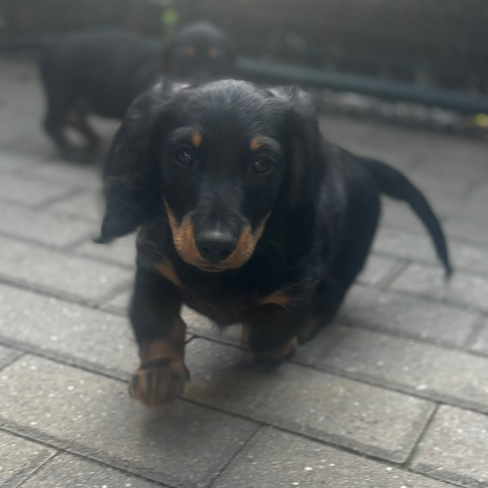 Chiot teckel à poil long super mignon, élevé à la maison !, Chien (mâle), Maladie de Carré (chiens), Belgique, 8 à 15 semaines