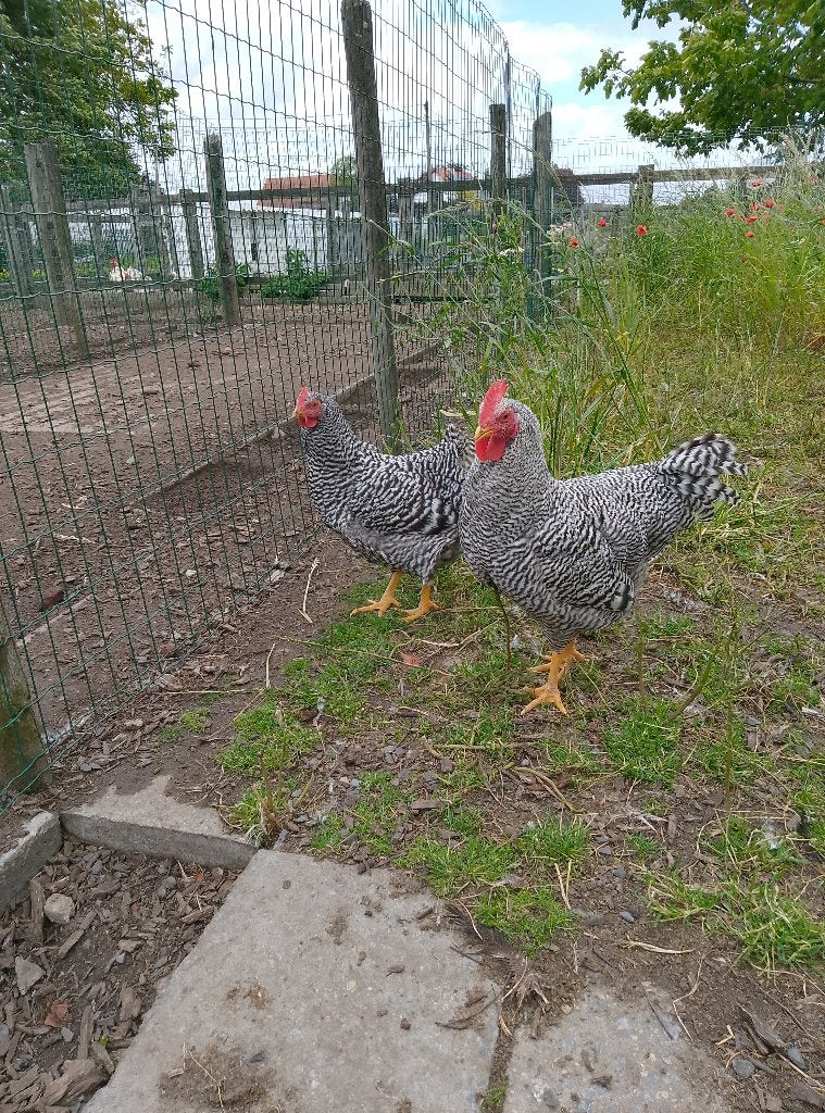 Hen en haan Amrock, Dieren en Toebehoren