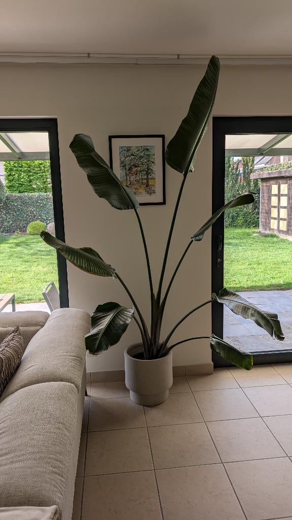 Kamerplant strelitzia met plastic pot, Huis en Inrichting, Kamerplanten, Overige soorten, 200 cm of meer, Groene kamerplant, Halfschaduw