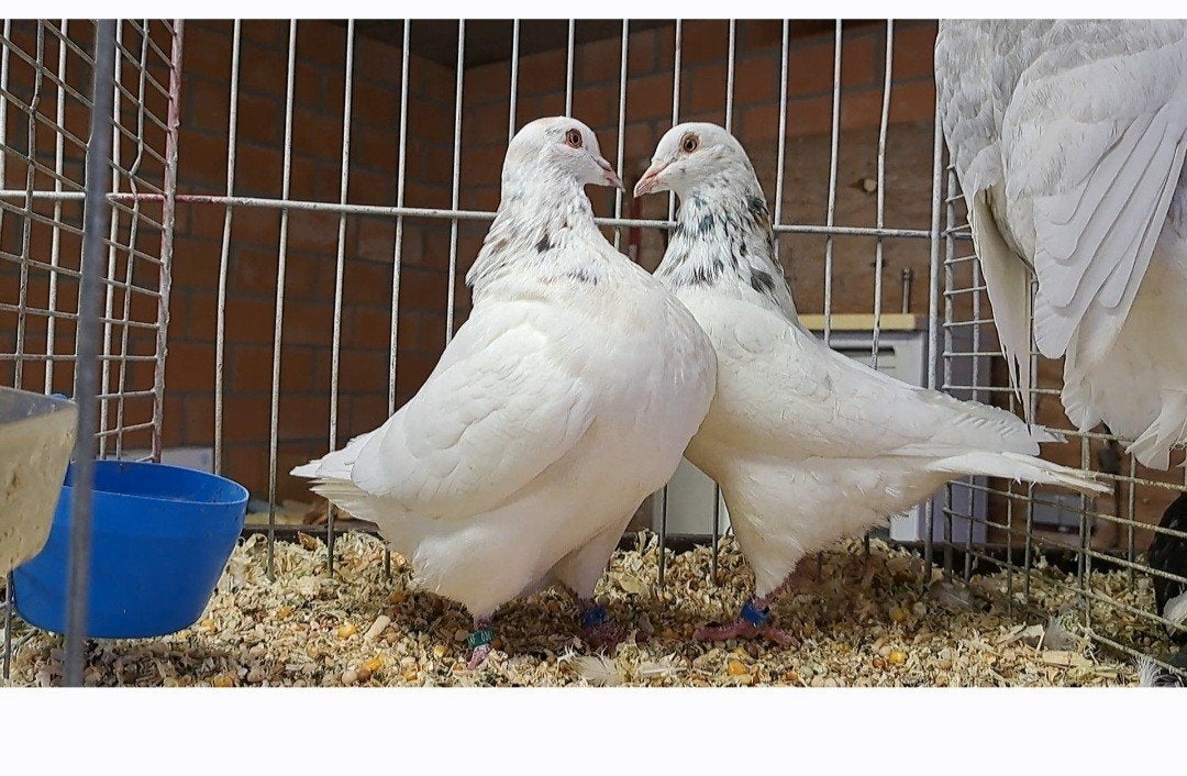 hubbel duiven, Dieren en Toebehoren