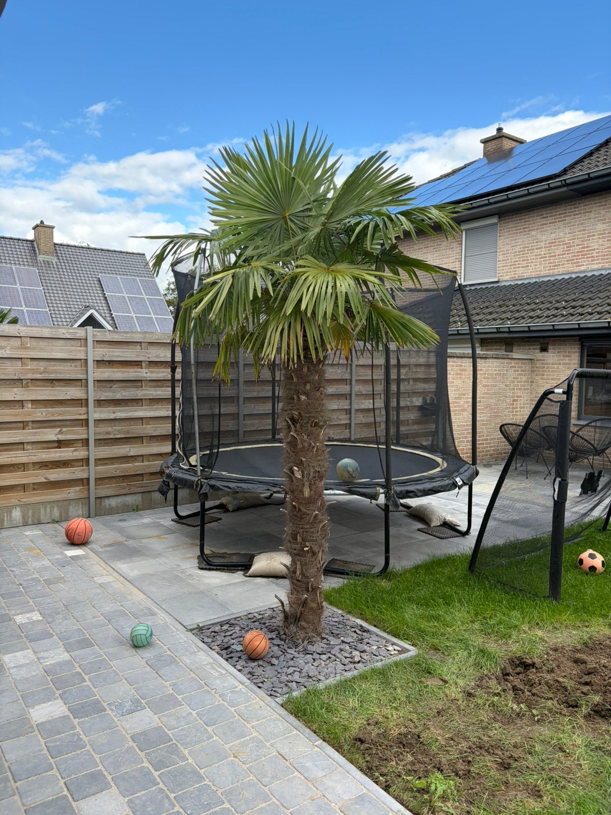 Winterharde palmboom, Ophalen, Palmboom, 250 tot 400 cm