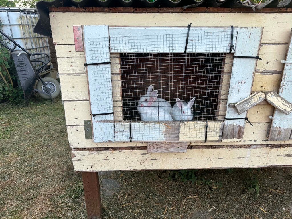 Dwergkonijnen, Dieren en Toebehoren, Konijnen, Geslacht onbekend, Klein, 0 tot 2 jaar