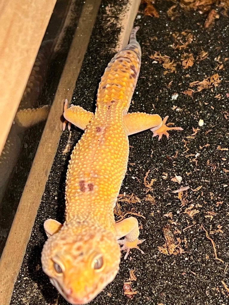 2.0 Luipaard gekko volwassen, Lézard, Domestique, 0 à 2 ans