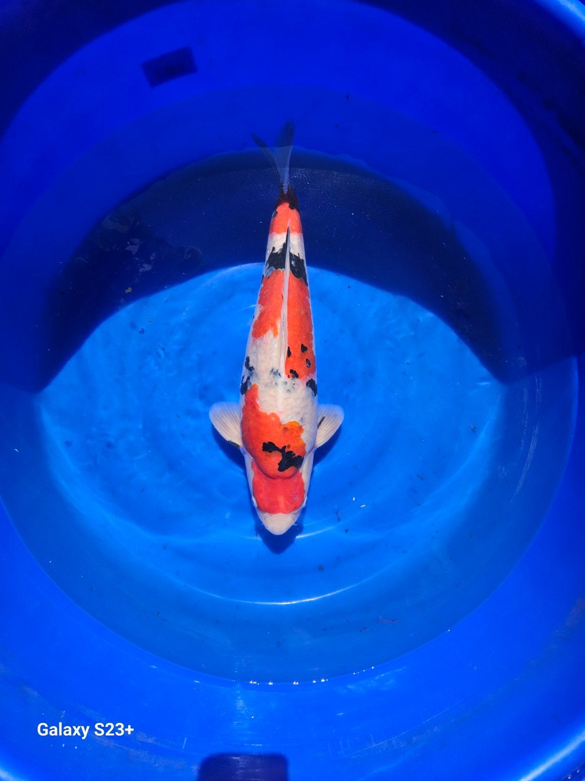 Sakai sanke, Dieren en Toebehoren