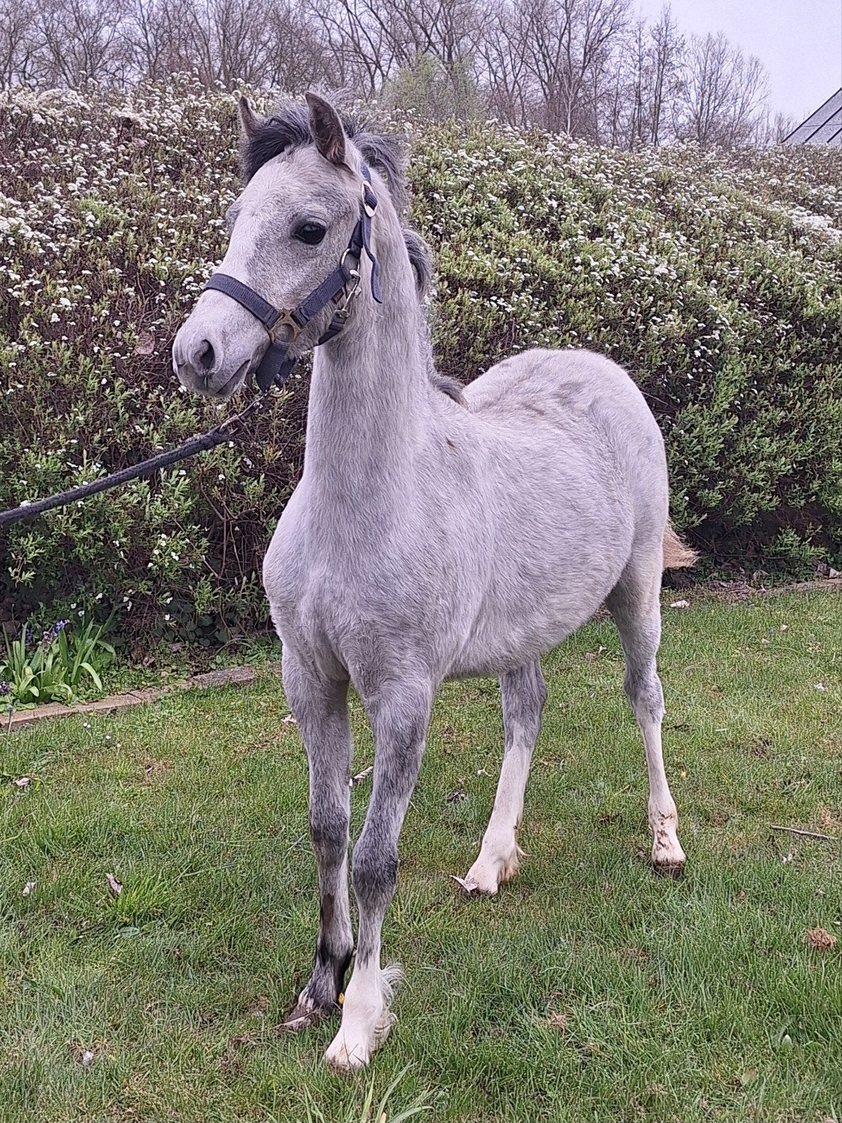 mooie jaarling welsh b merrie, Dieren en Toebehoren, Merrie, Met stamboom, 0 tot 2 jaar, C pony (1.27m tot 1.37m)