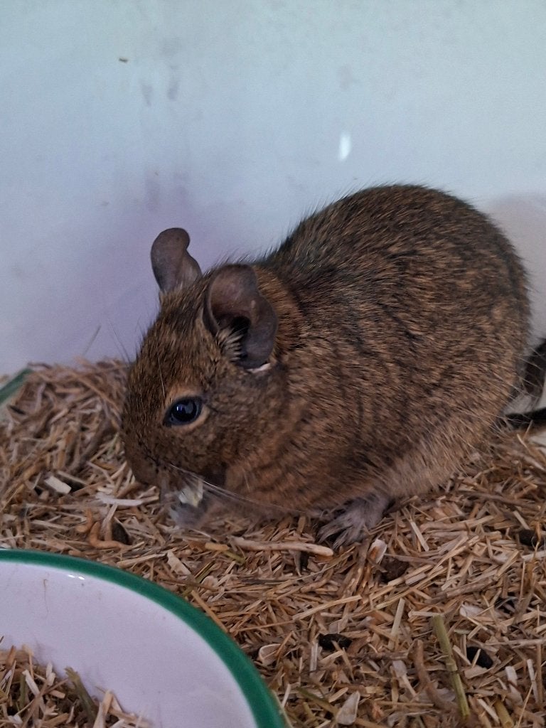 Degoe's ter adoptie, Dieren en Toebehoren, Vrouwelijk, Januari, Overige typen, Tam