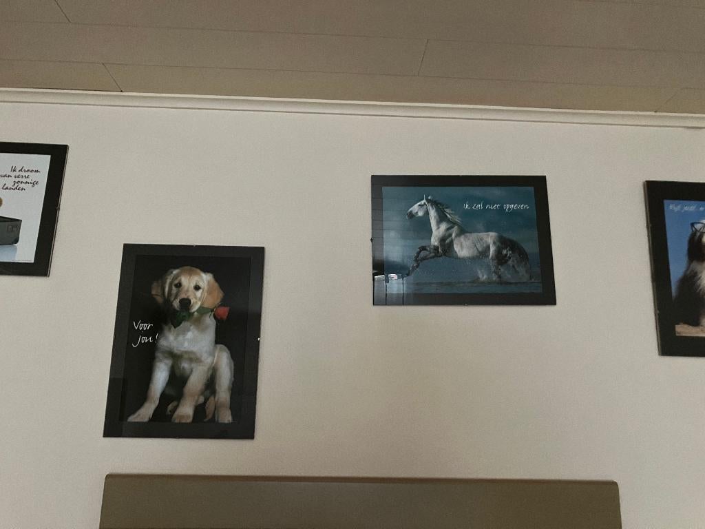affiche avec cadre - chien - cheval - format A4, Enlèvement ou Envoi, Comme neuf