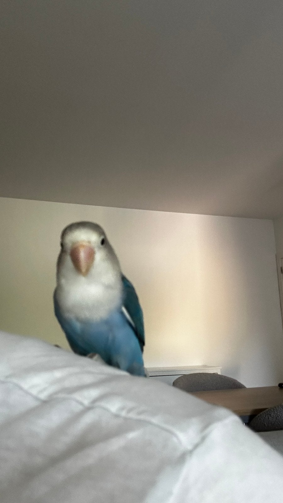 Dwergpapegaai met kooi, accessoires en transportbox, Geslacht onbekend, Dwergpapegaai of Agapornis, Tam