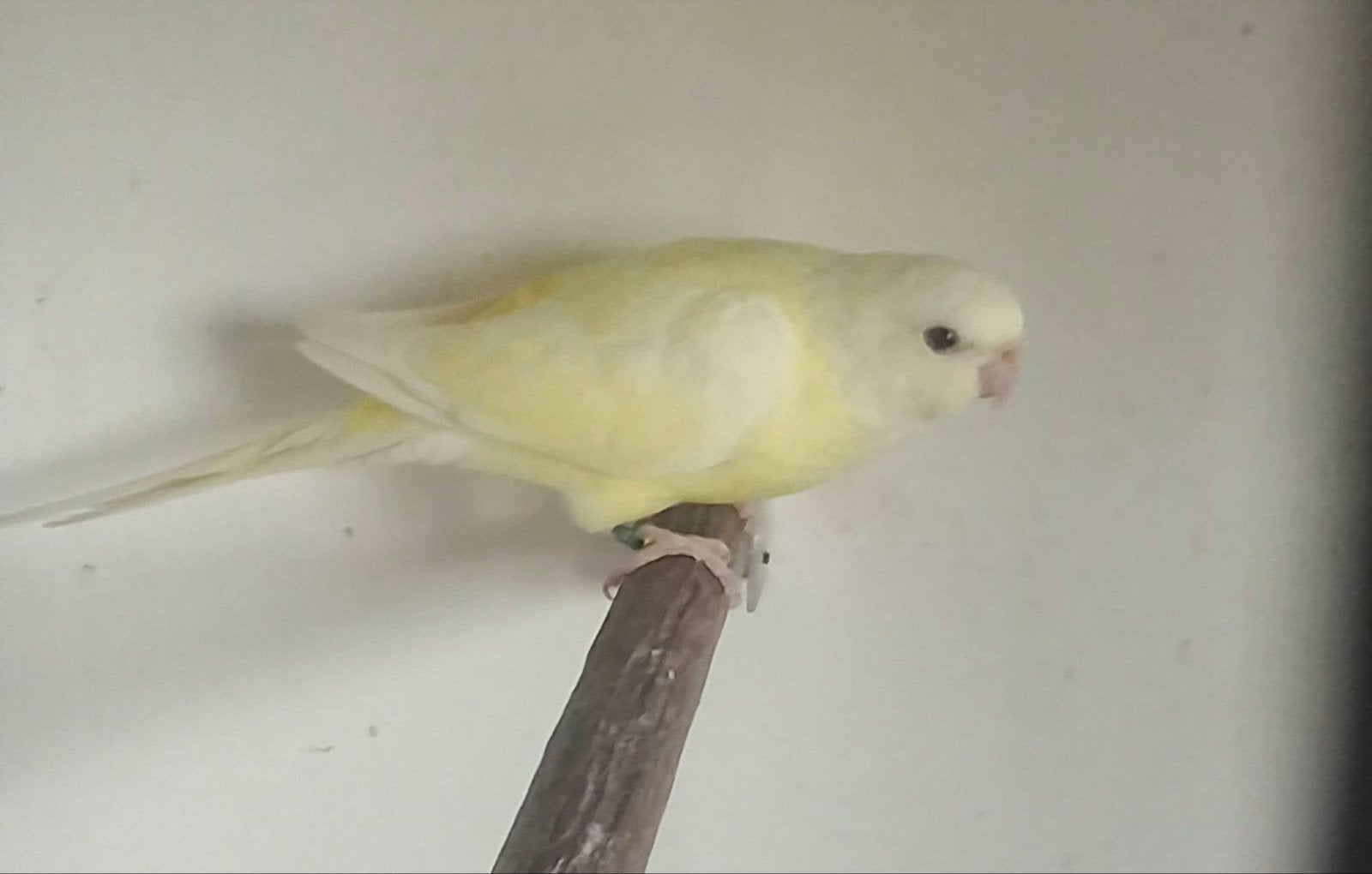 roodrug lutino, Dieren en Toebehoren, Geringd