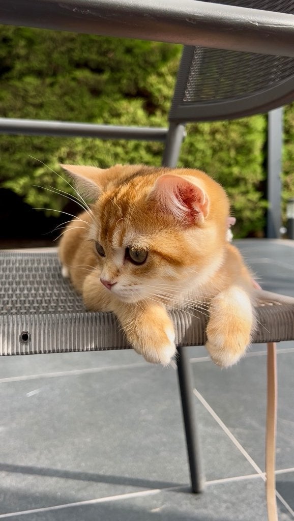 British shorthair, Animaux & Accessoires, Chat, Vermifugé, 0 à 2 ans