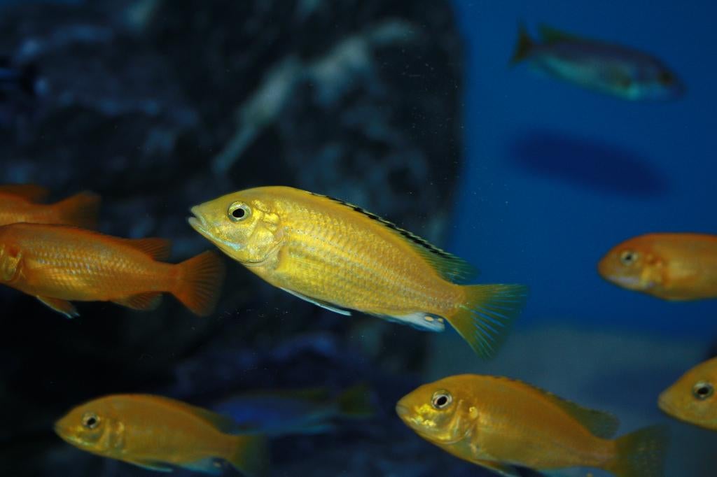 Labidochromis Caeruleus (Malawi Mbuna), Dieren en Toebehoren, Vissen | Aquariumvissen, Vis, Zoetwatervis