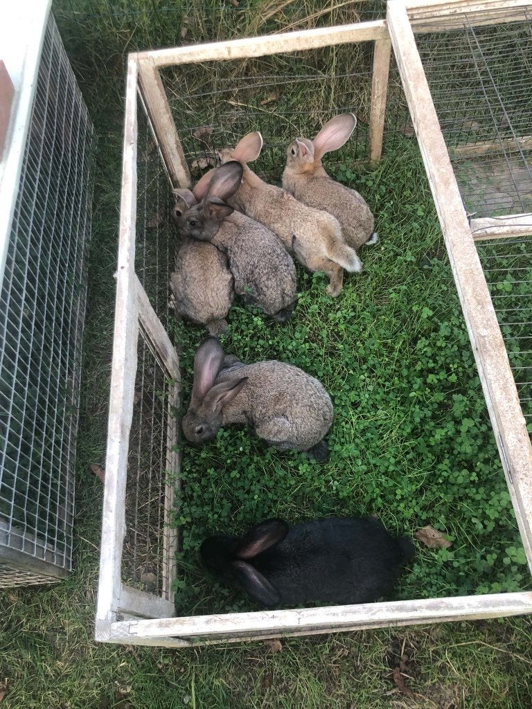 Vleeskonijnen, Dieren en Toebehoren