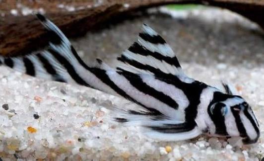 Hypancistrus zebra L46, Dieren en Toebehoren