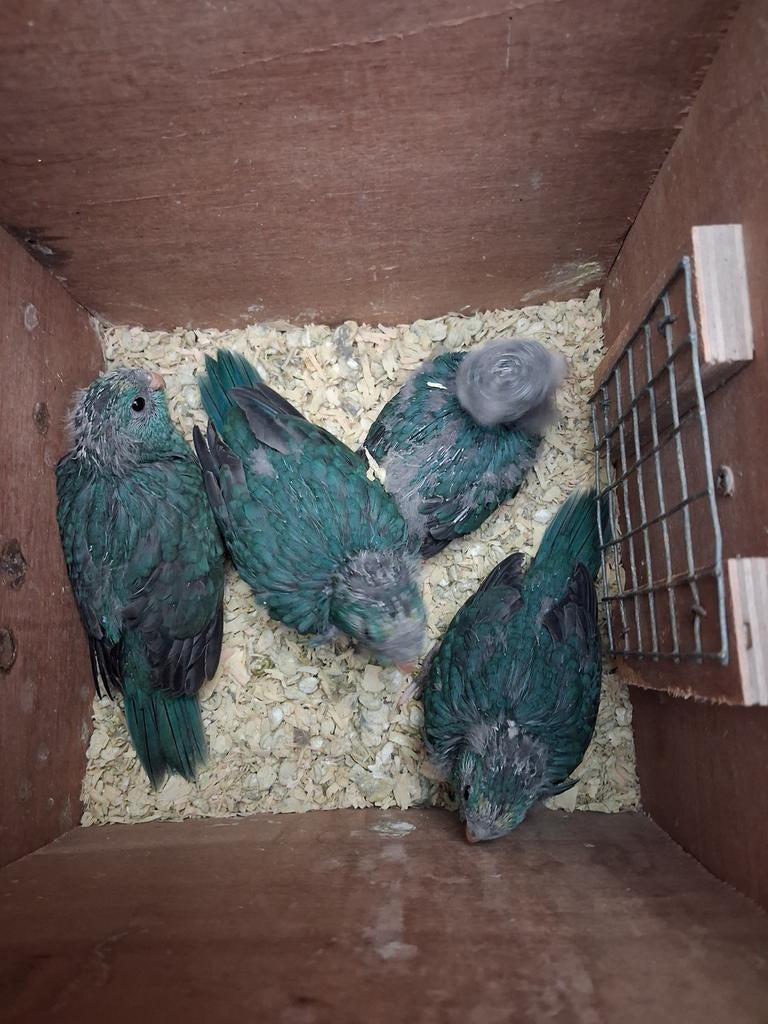 Kakariki jonge voor tam te maken, Meerdere dieren, Parkiet, Geringd