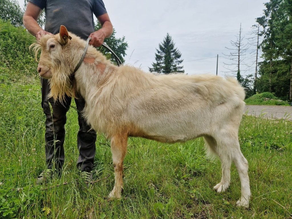 3 Boucs adultes Saanen, Animaux & Accessoires, Moutons, Chèvres & Cochons, Mâle, Chèvre, 3 à 5 ans