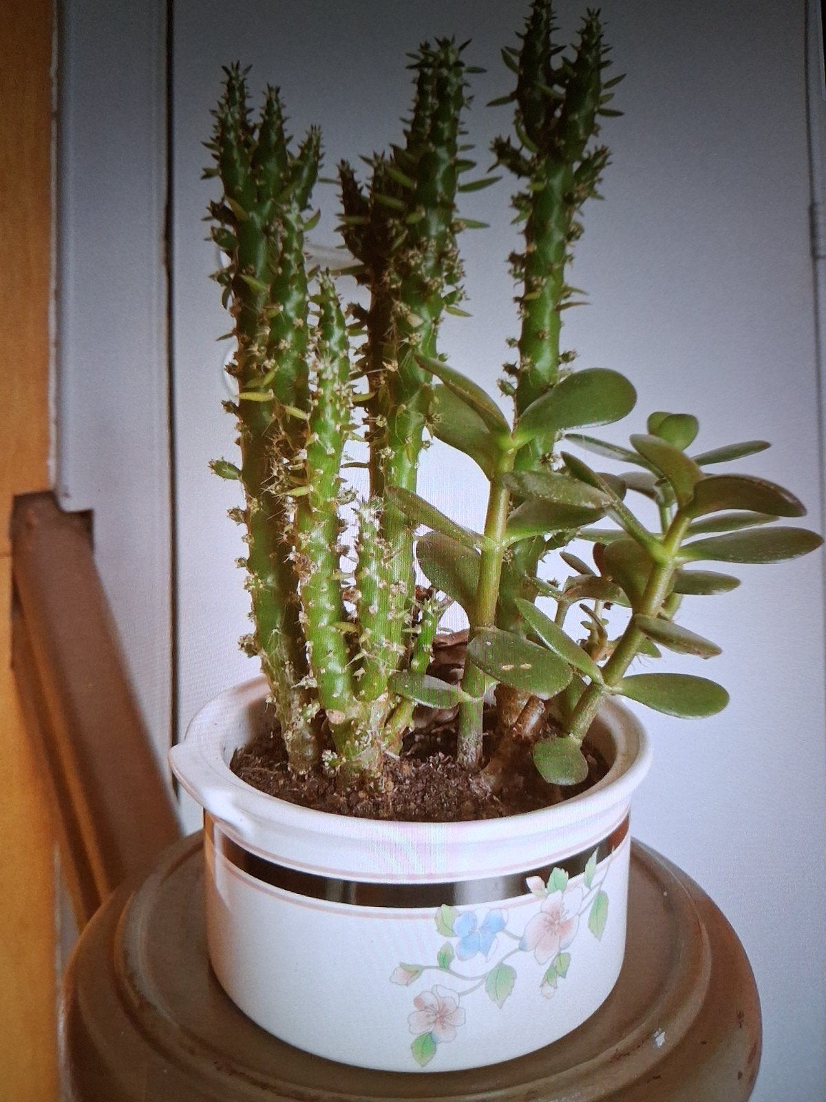 Arbre de jade et cactus cierges Haut max 27 avec pot de 5,5, Minder dan 100 cm, Halfschaduw, Ophalen of Verzenden, In pot