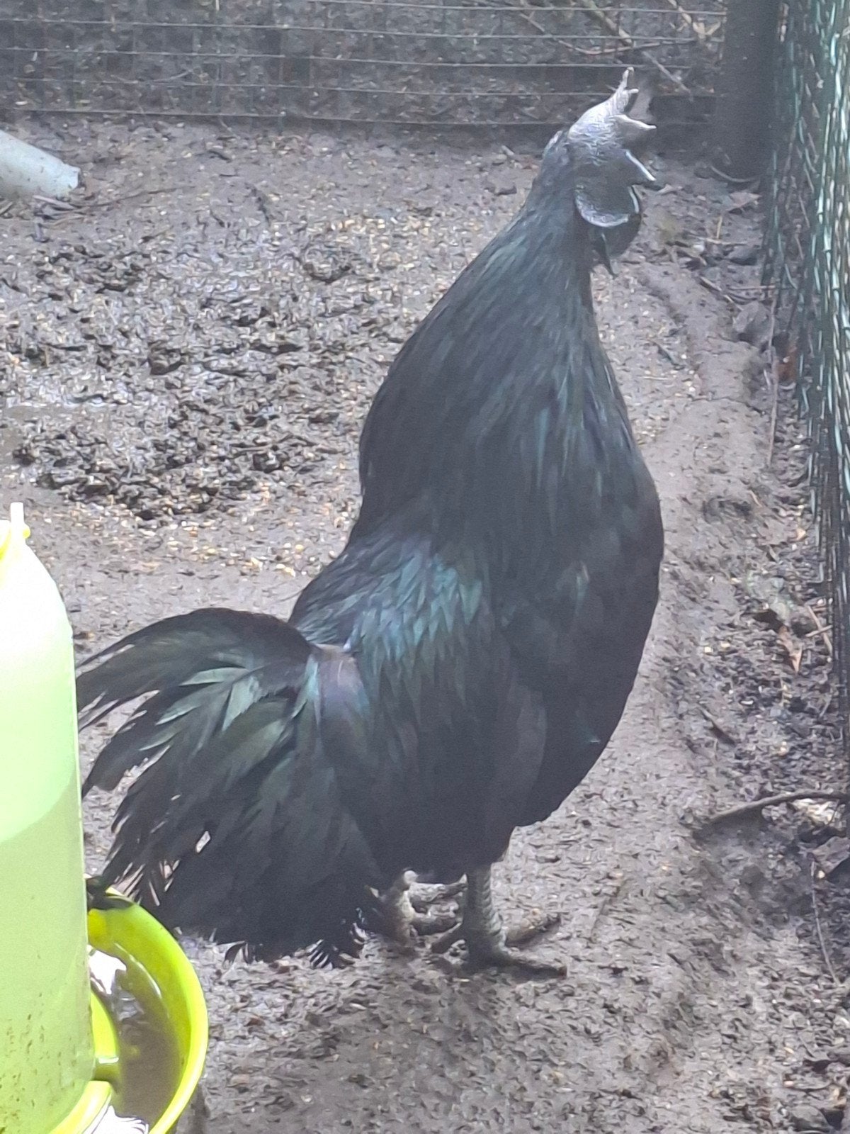 Haan Ayam Cemani., Dieren en Toebehoren, Pluimvee