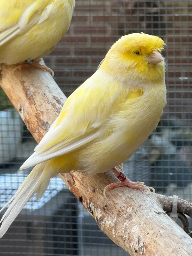 Gloster kanaries te ruil / te koop, Dieren en Toebehoren, Vogels | Kanaries, Meerdere dieren, Postuurkanarie