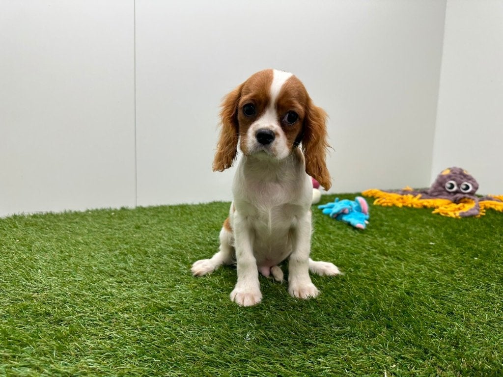 Cavalier King Charles Spaniel pups, Dieren en Toebehoren, België, 8 tot 15 weken, Parvo, Meerdere
