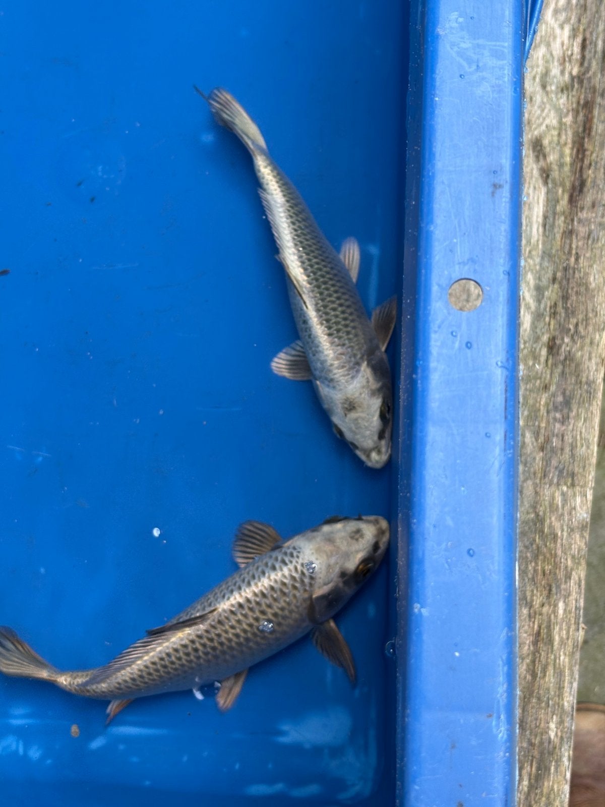 9 koi tot 30 cm, Dieren en Toebehoren, Vissen | Vijvervissen, Karper of Koi