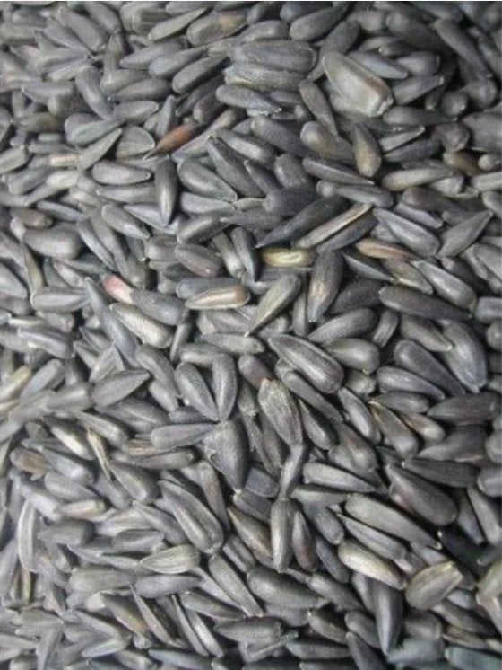 Micro graines de tournesol 500 grammes, Animaux & Accessoires, Enlèvement